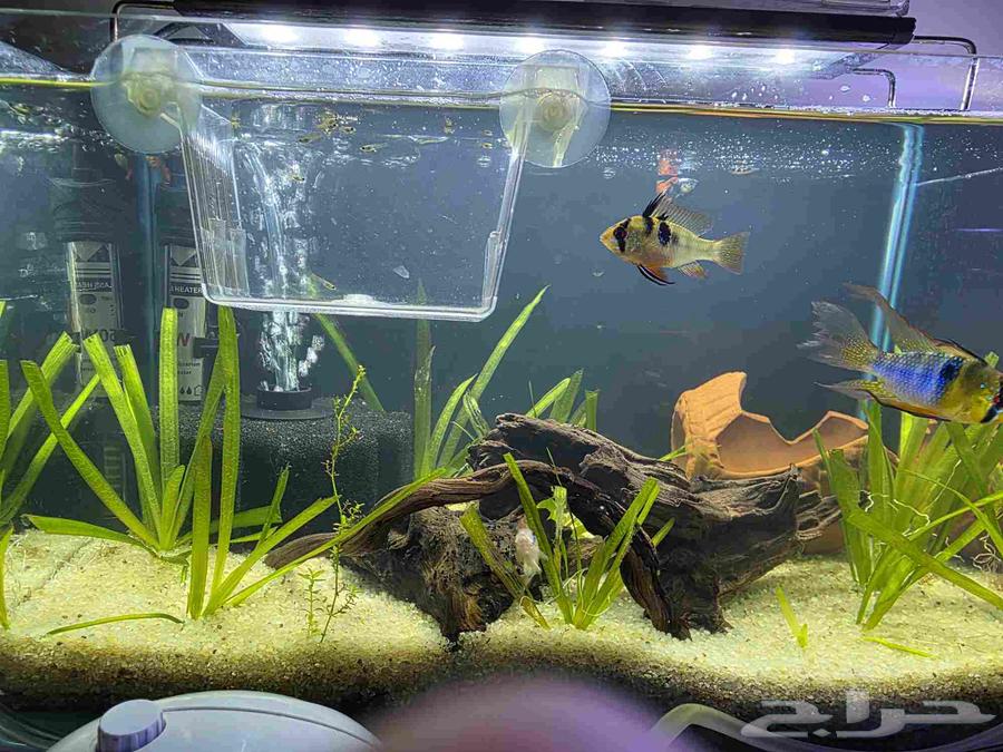 حوض سمك للبيع مقاس 35 سم بالاسماك64464153606530111