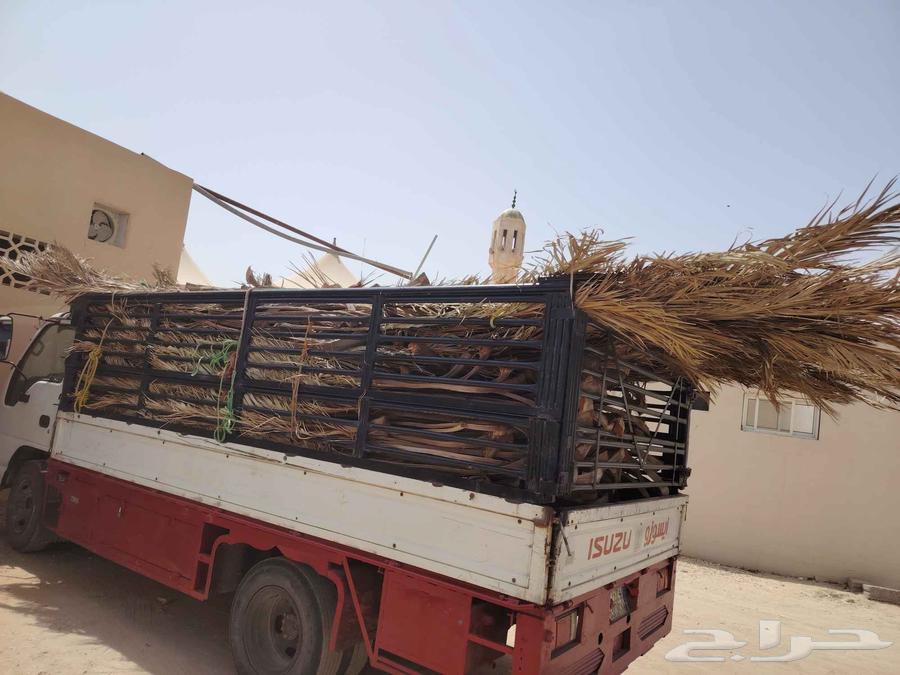 سعف نخيل للبيع دينا مليانه64598892719363112