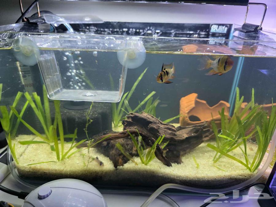 حوض سمك للبيع مقاس 35 سم بالاسماك64464153606530113