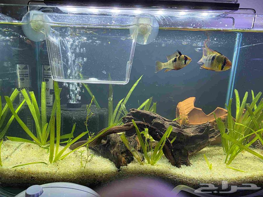 حوض سمك للبيع مقاس 35 سم بالاسماك64464153606530112