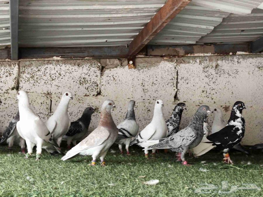 For Sale: Kashi Bathhouse, Riyadh Location – Majority of Customers from Jordan64598289675009110