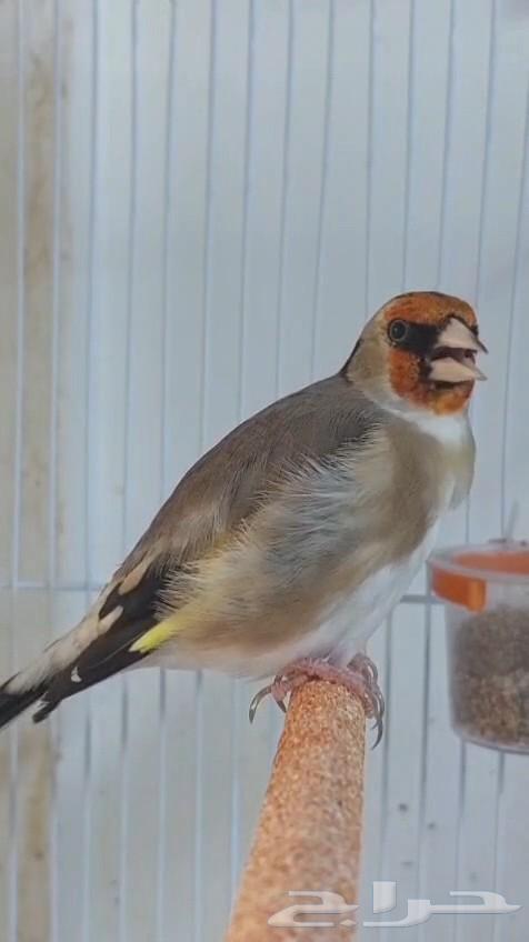 حسون تغريد نار64598474564226110