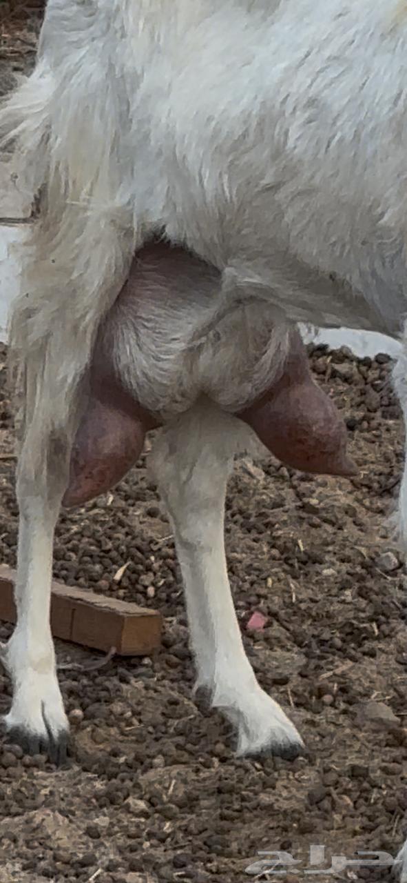 معزا بيشيات حليب وافر شرط64598154765186110