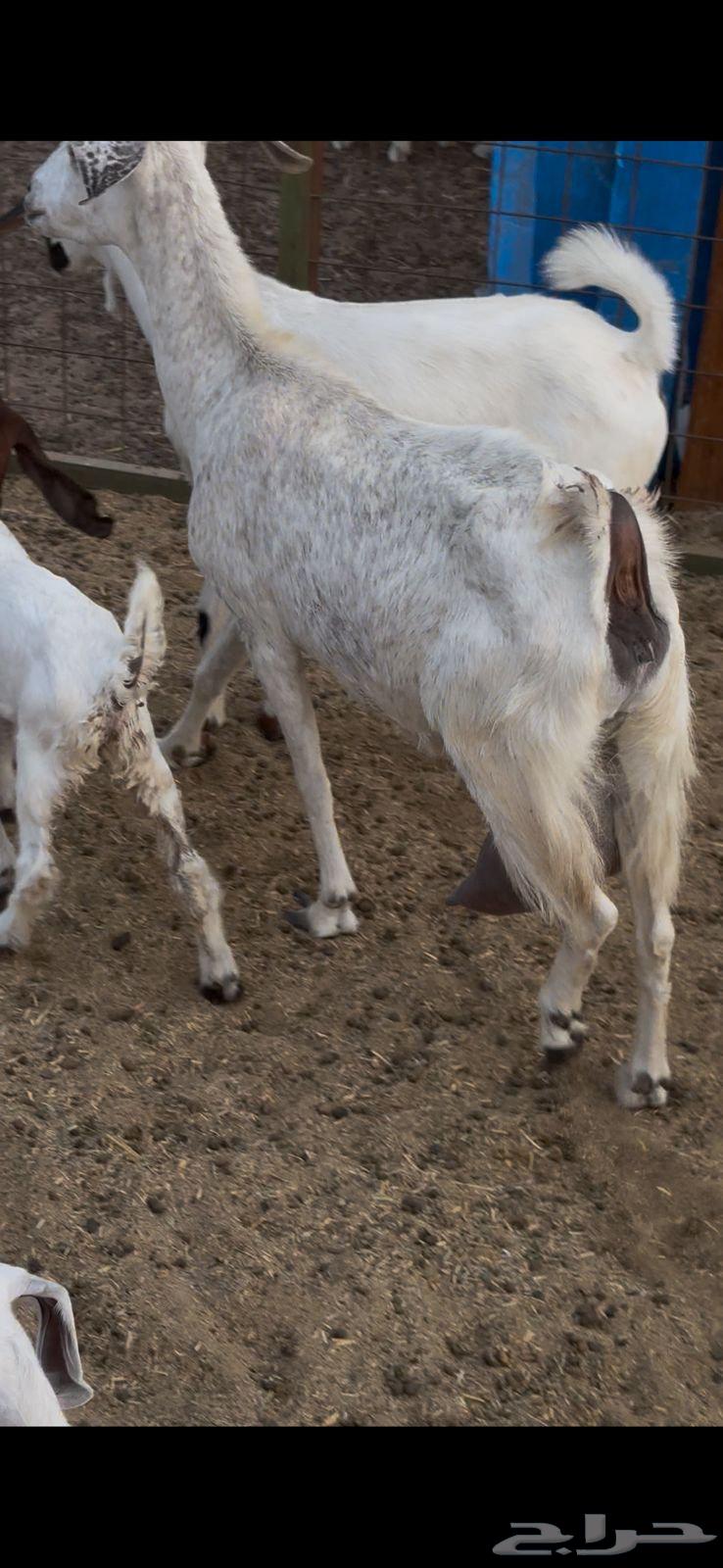 معزا بيشيات حليب وافر شرط64598154765186111