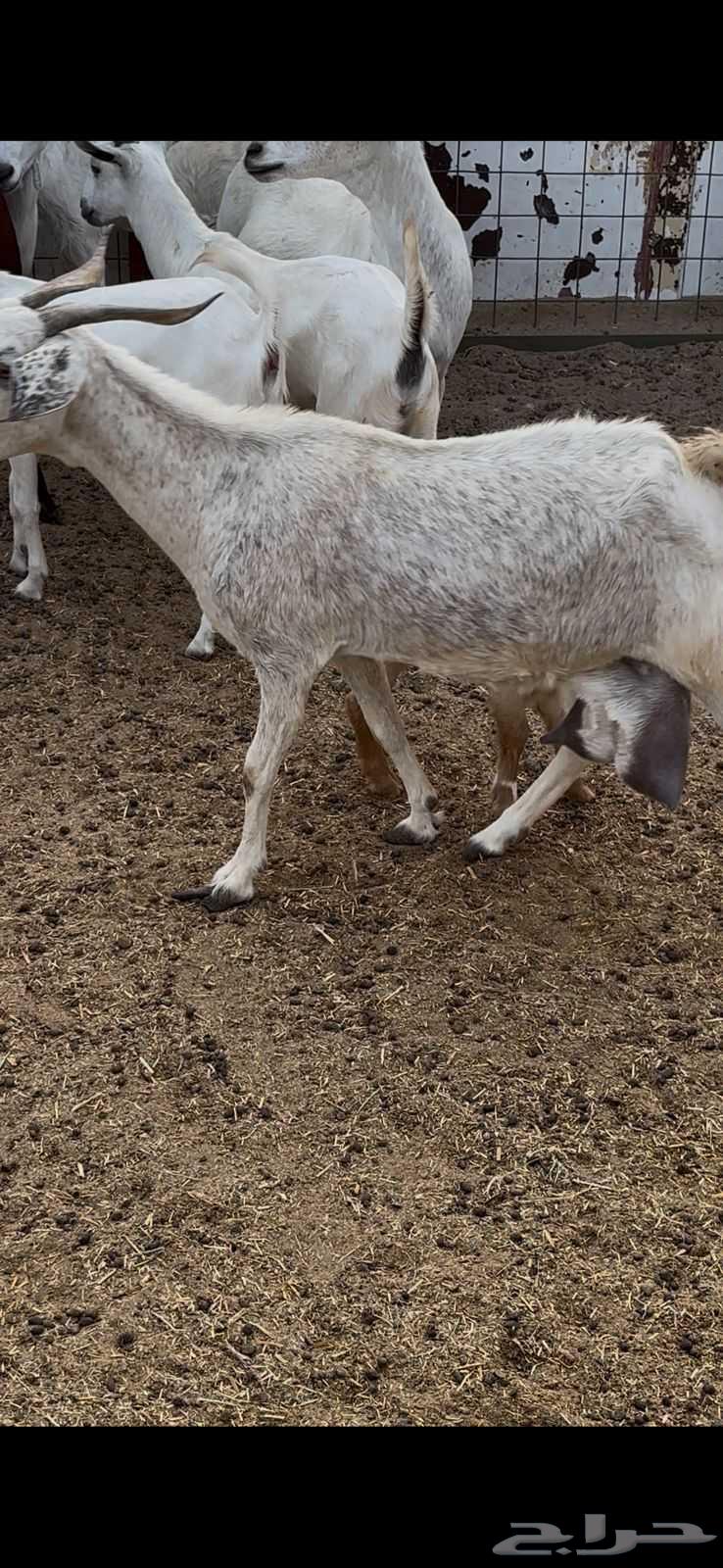 معزا بيشيات حليب وافر شرط64598154765186113