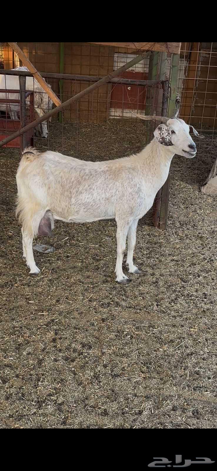 معزا بيشيات حليب وافر شرط64598154765186112