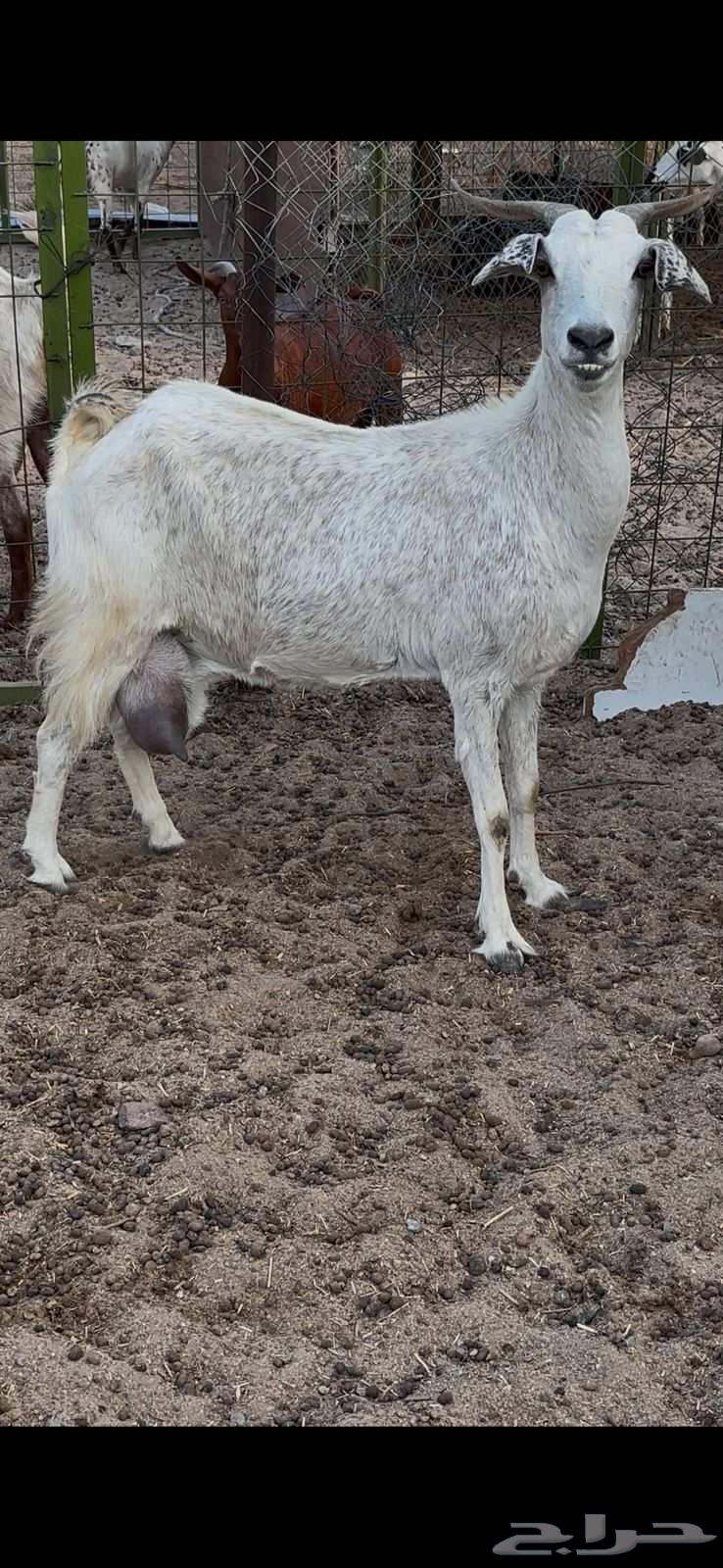 معزا بيشيات حليب وافر شرط64598154765186114