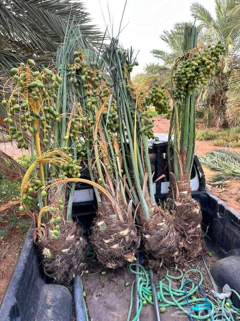 نخيل مجدول64597434391299111