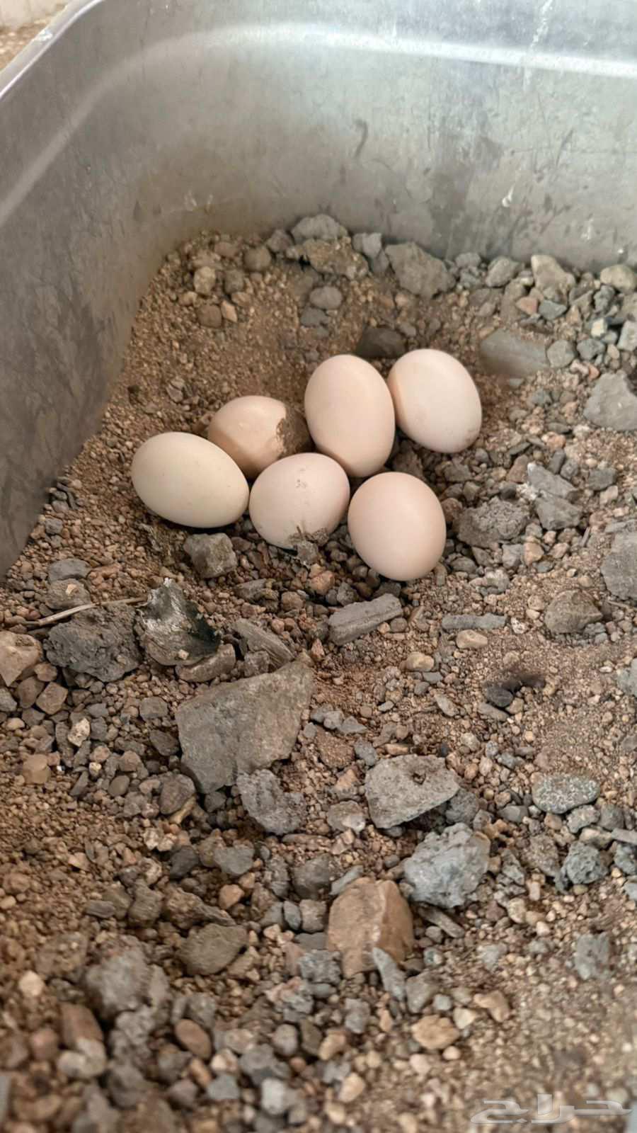 دجاجة ميوالي للبيع64426241562498110