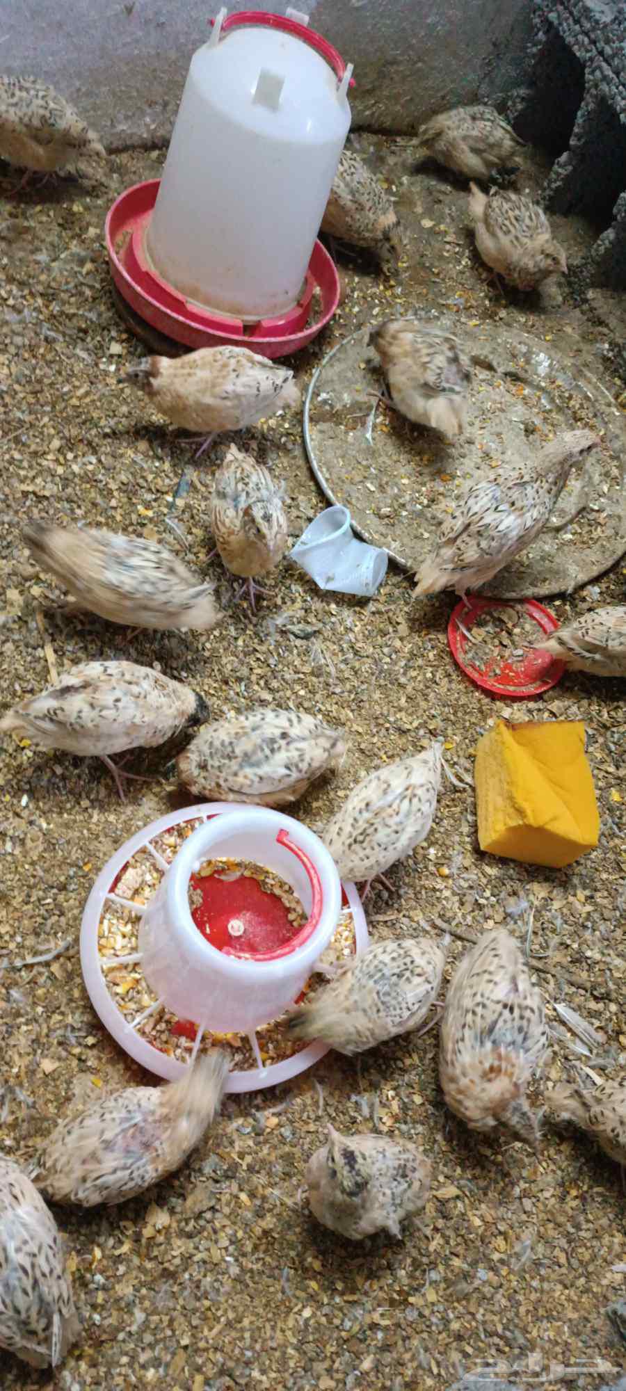 سمان للبيع64597666491905114