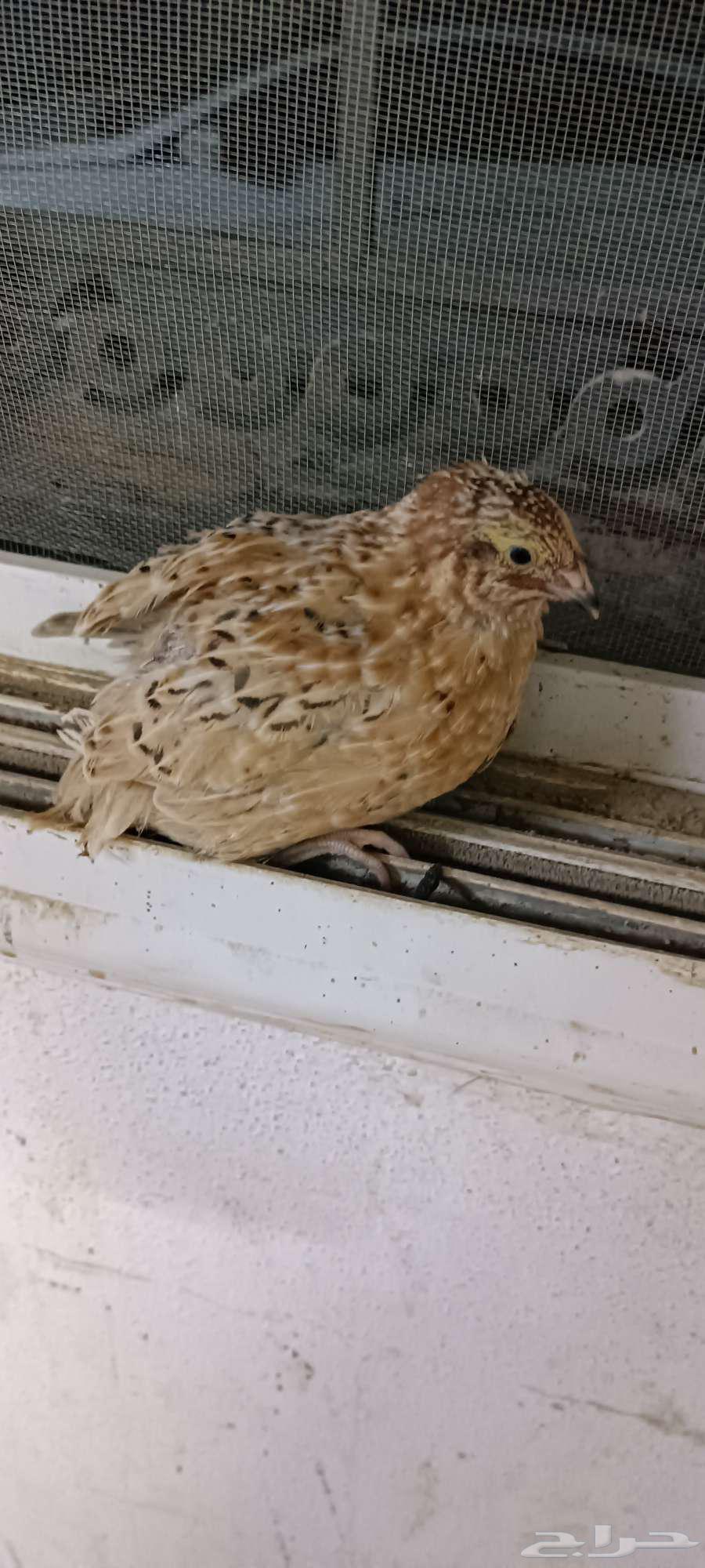 سمان للبيع64597666491905110