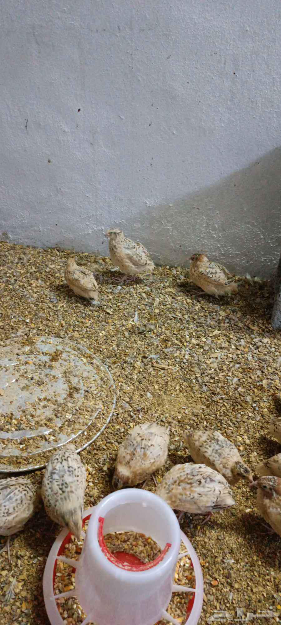 سمان للبيع64597666491905111