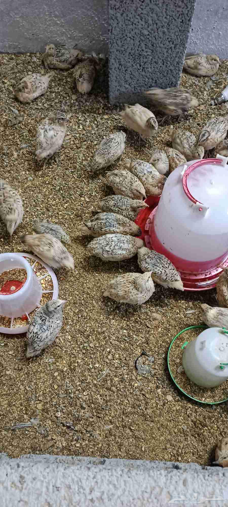 سمان للبيع64597666491905113