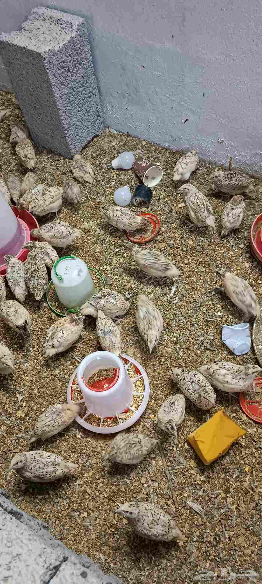 سمان للبيع64597666491905112