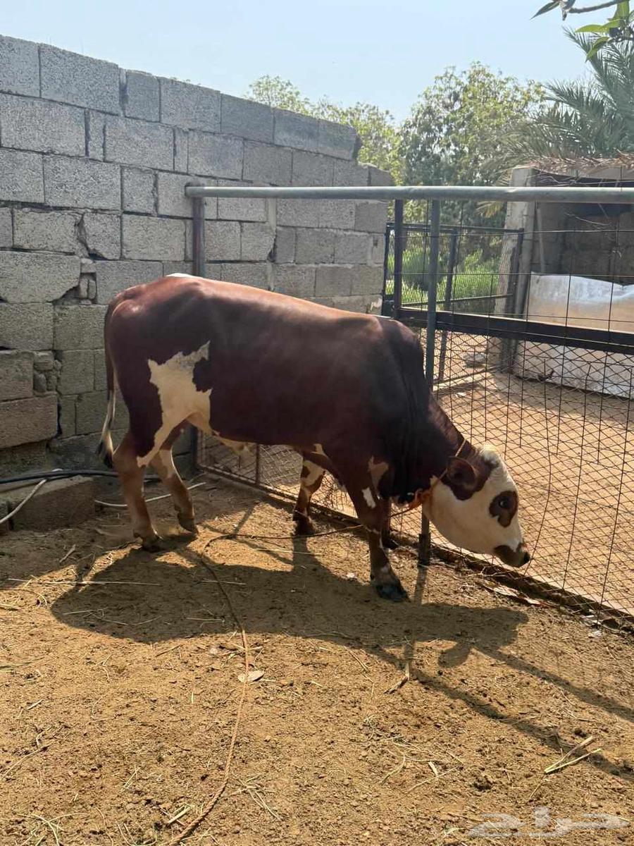 اربعه حسلان طيبه للبيع64598843870979112