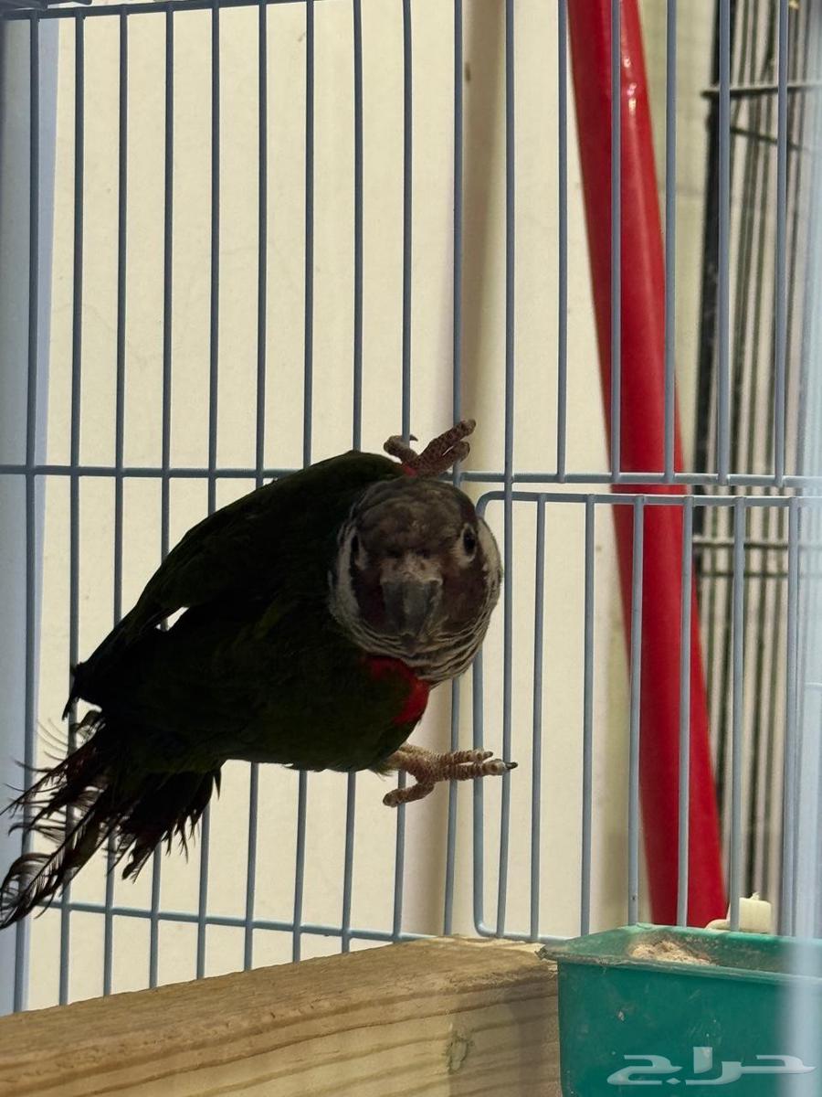 ذكر بانتد للبيع64596686294913111