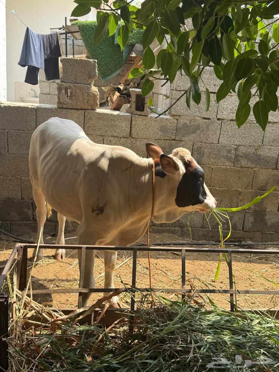 اربعه حسلان طيبه للبيع64598843870979110