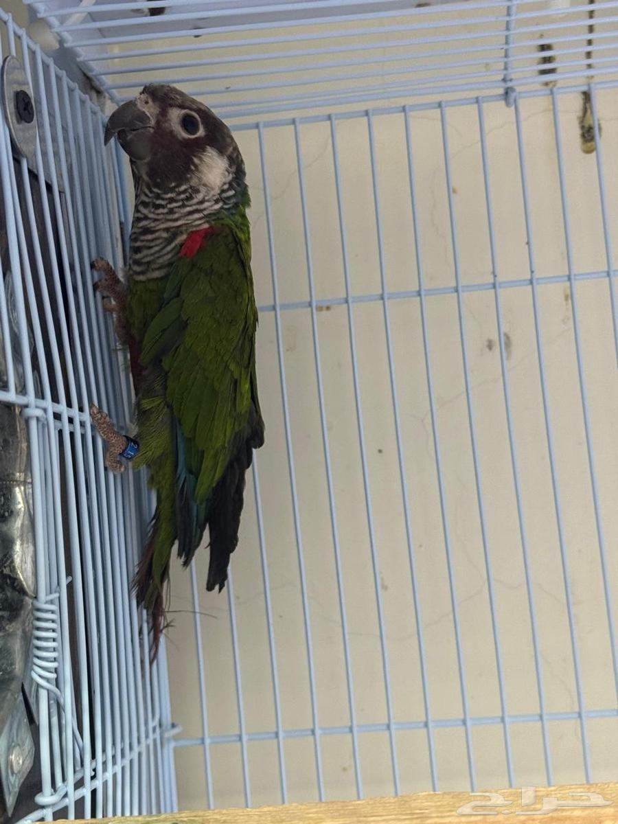 ذكر بانتد للبيع64596686294913110