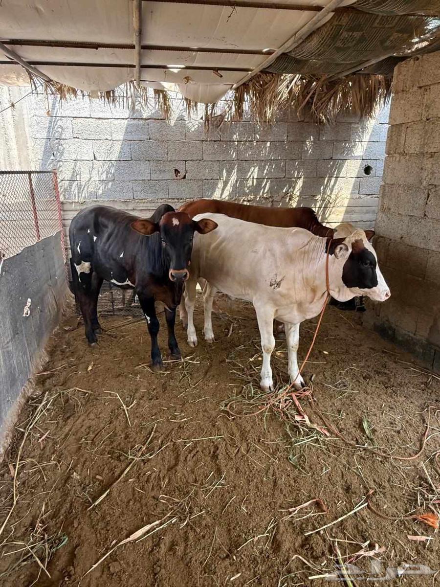 اربعه حسلان طيبه للبيع64598843870979113