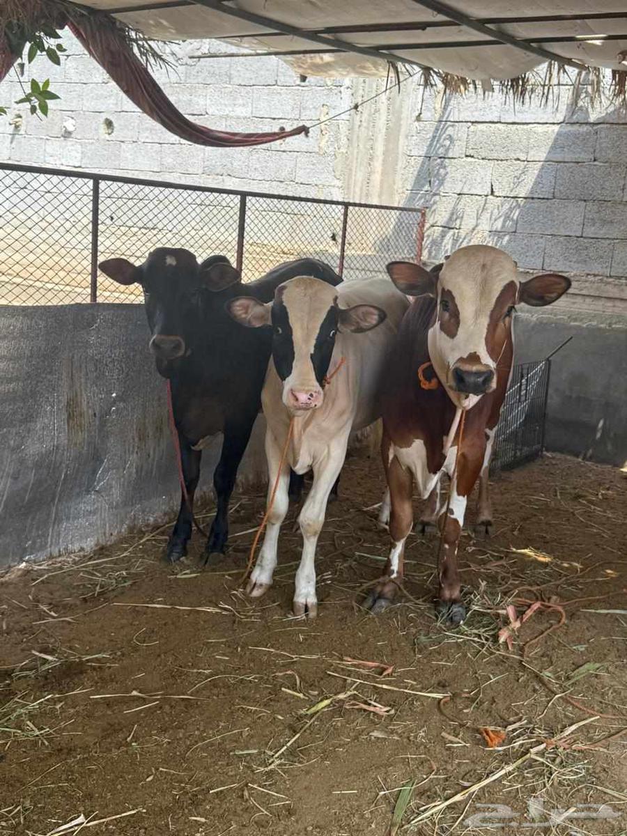 اربعه حسلان طيبه للبيع64598843870979114