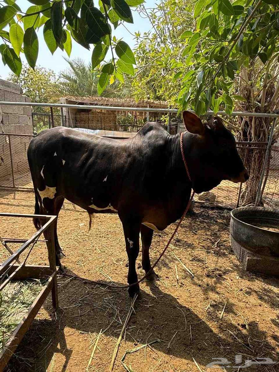 اربعه حسلان طيبه للبيع64598843870979111