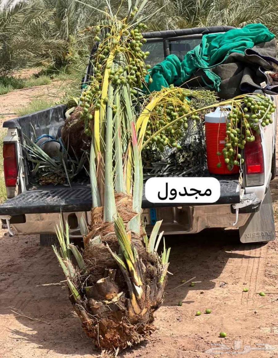 نخيل مجدول64597434391299110