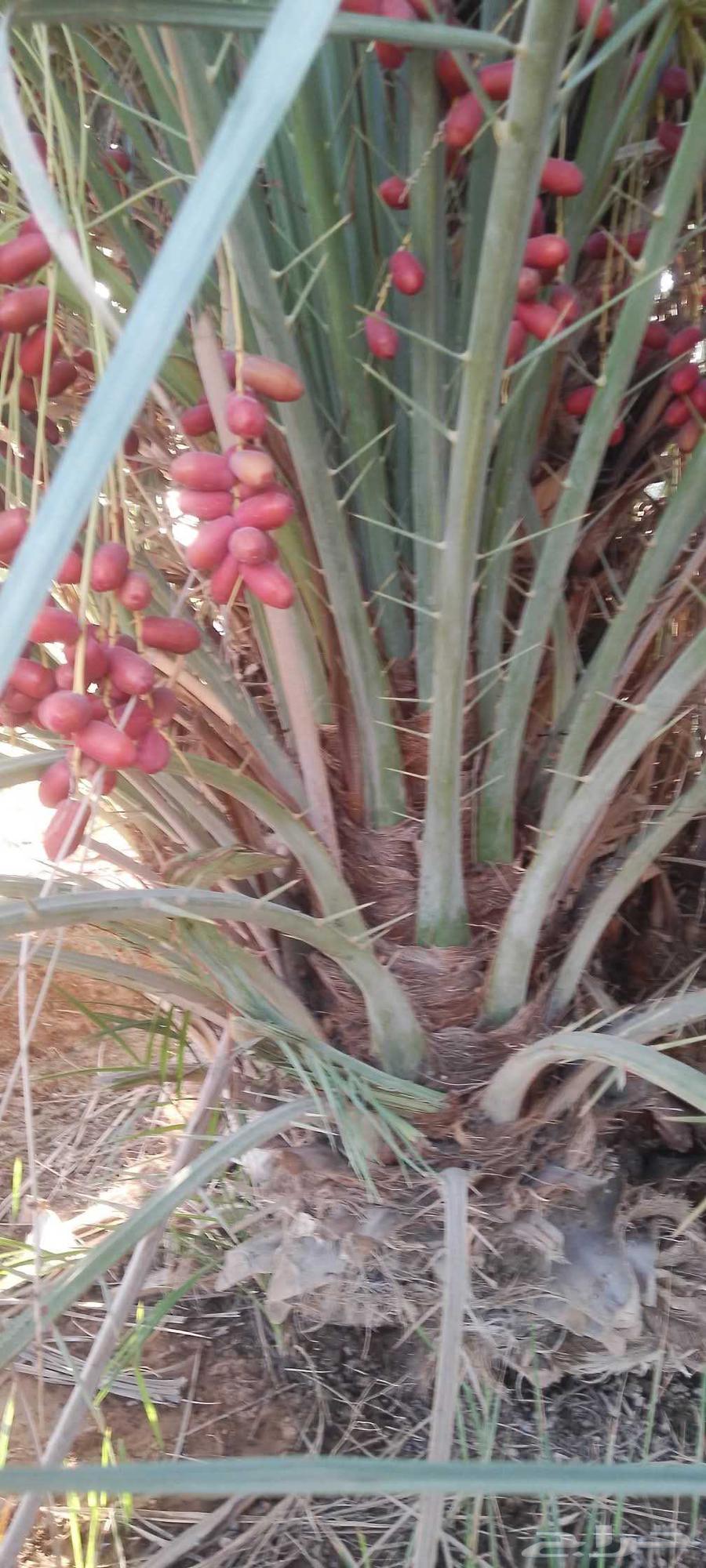 نخل للبيع بسعار طيبه64606362345729113