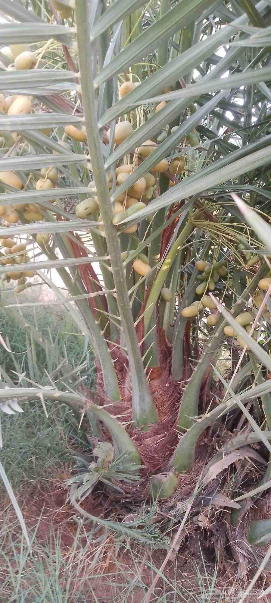 نخل للبيع بسعار طيبه64606362345729112