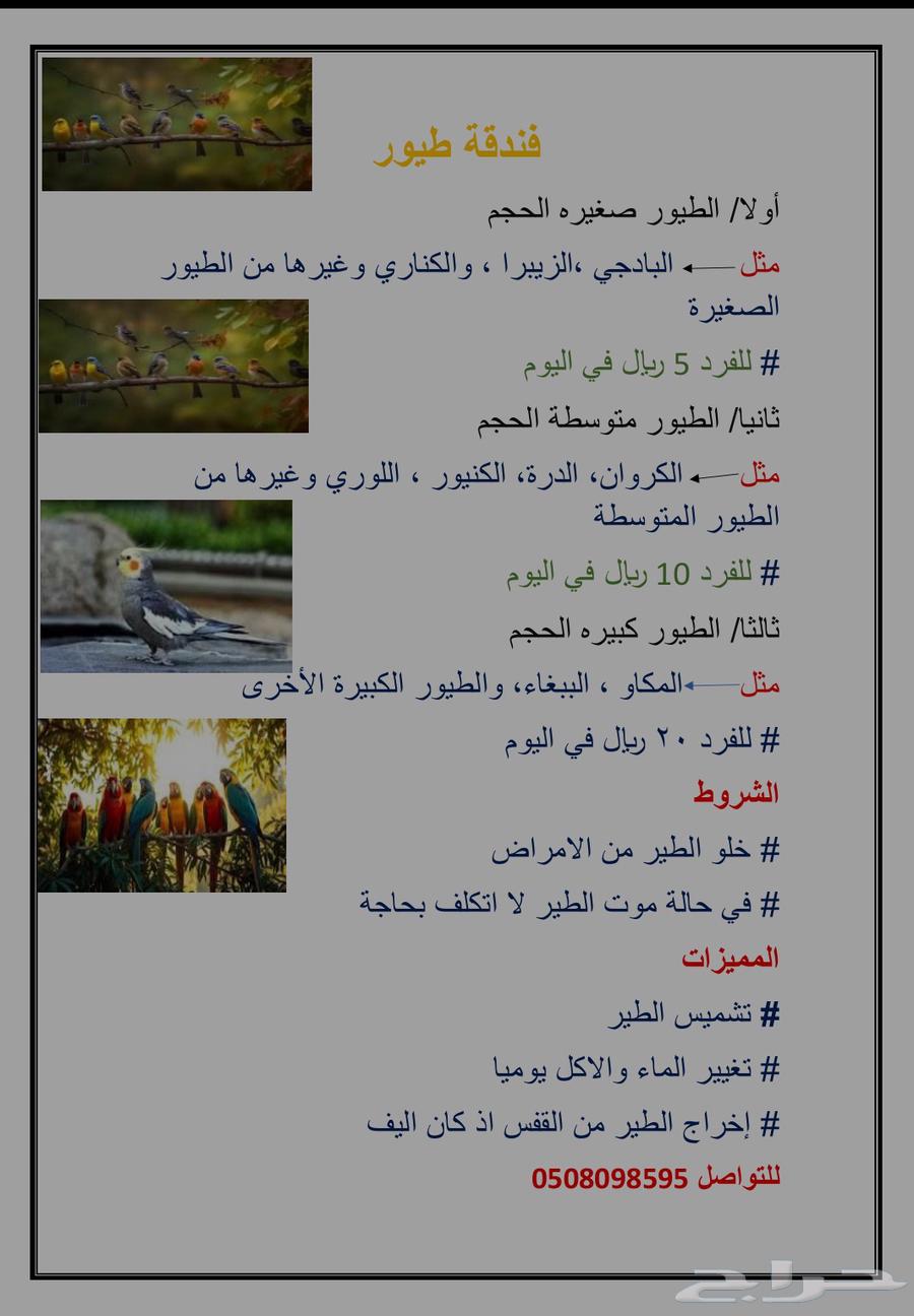 فندقة طيور64612557636481110