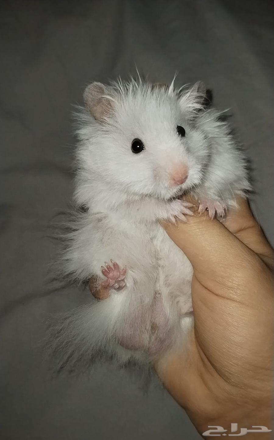 Domesticated and productive hamsters64615238455939110