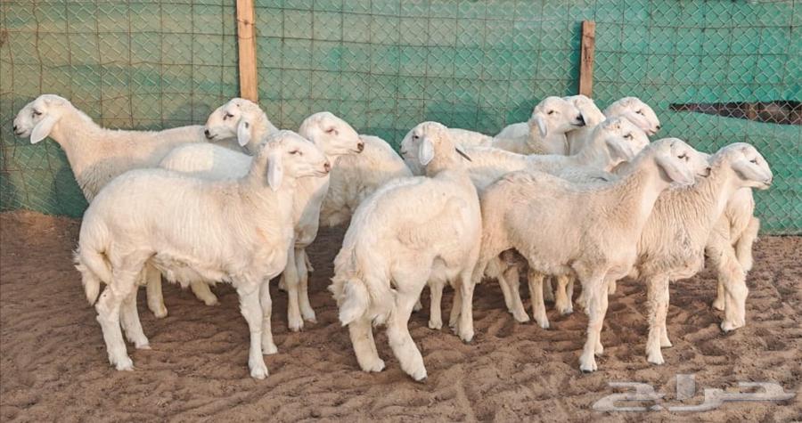 طليان حرية صافية ومقفلة شحم ولحم64614658522754113