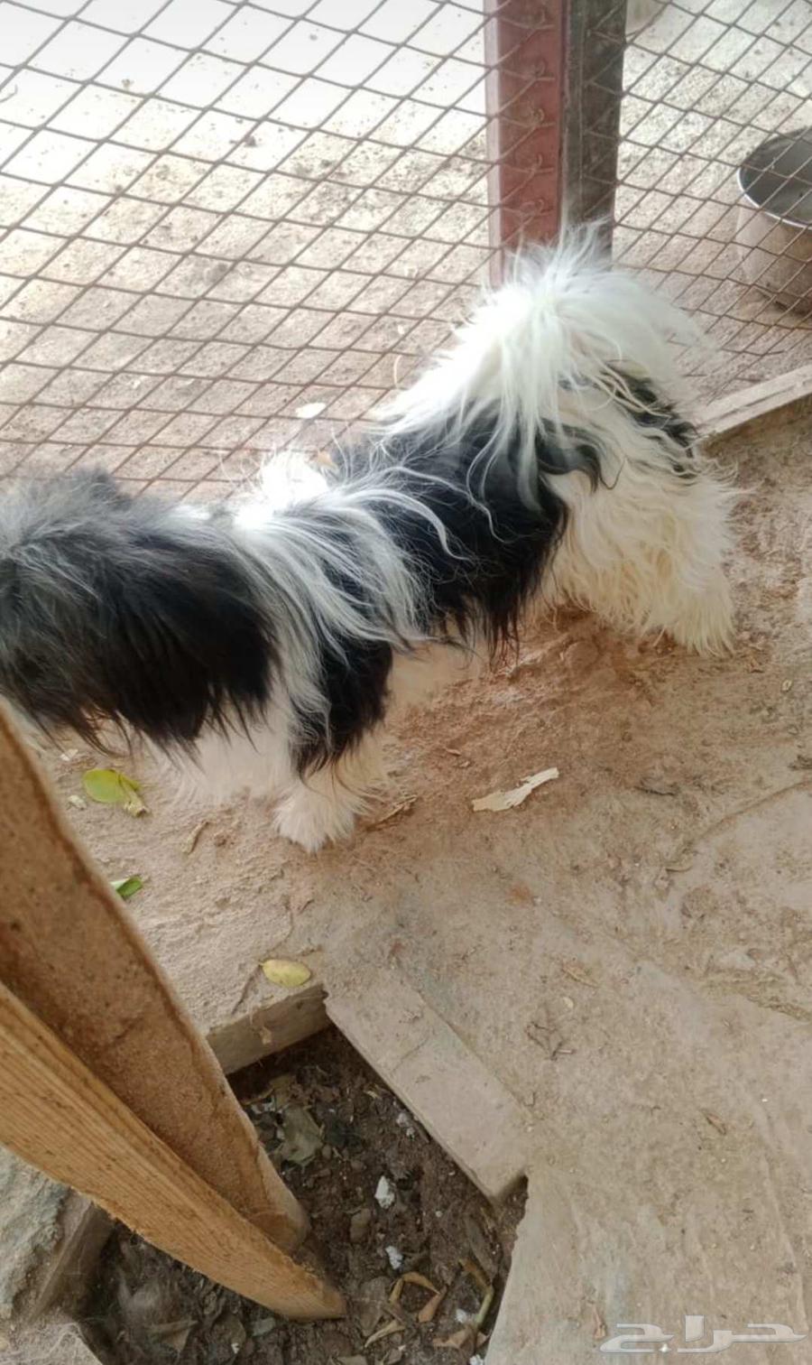 كلب ذكر ملتيز64609673119873110