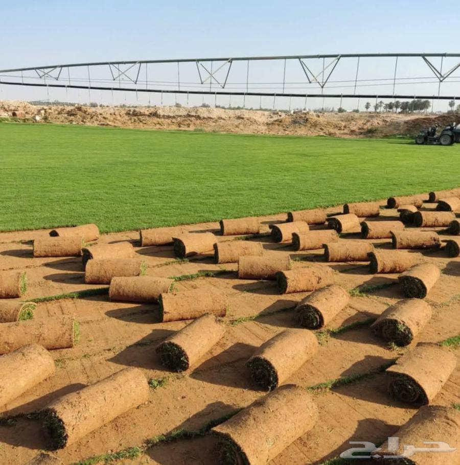 Natural Cynodon Dactylon (C2000) Turf: Pure, High-Quality, Aesthetically Pleasing, and Heat- and Cold-Tolerant Grass with Rapid Growth64607408463745110