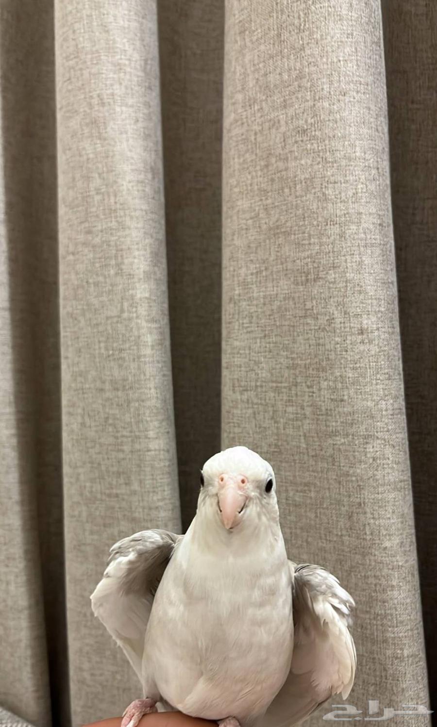 كروان متكلم اليف هدد64615263149697110