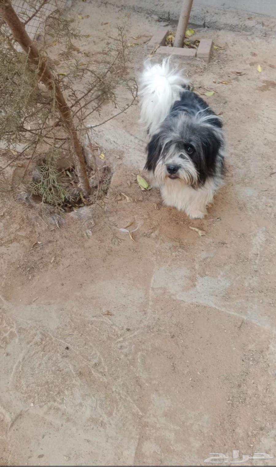 كلب ذكر ملتيز64609673119873111