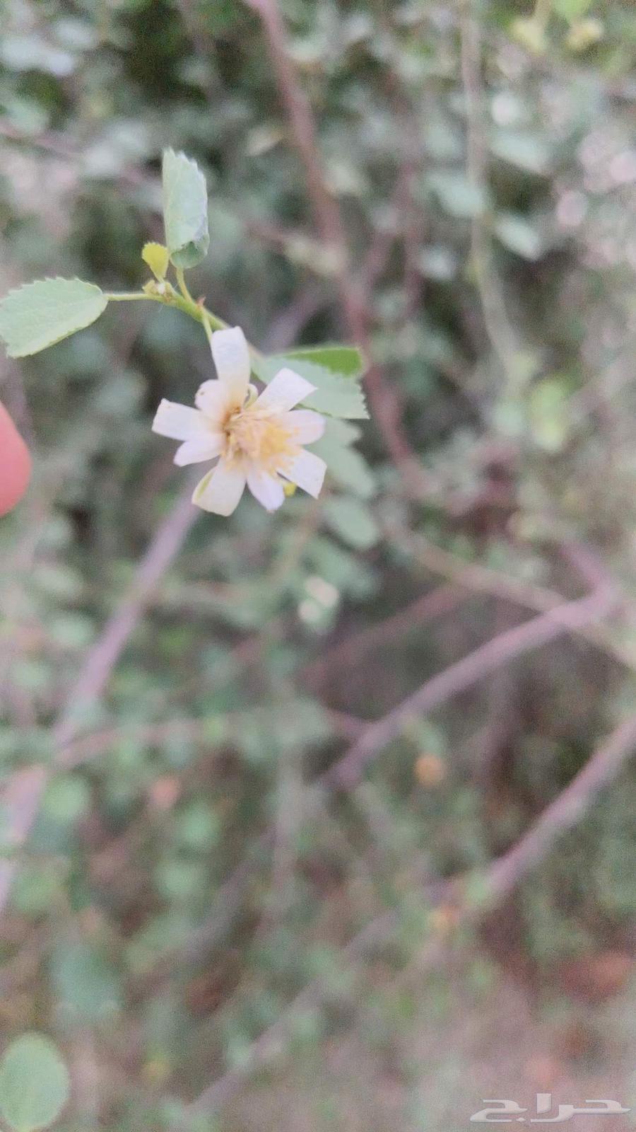 بذور شجر النبع64613533211395112