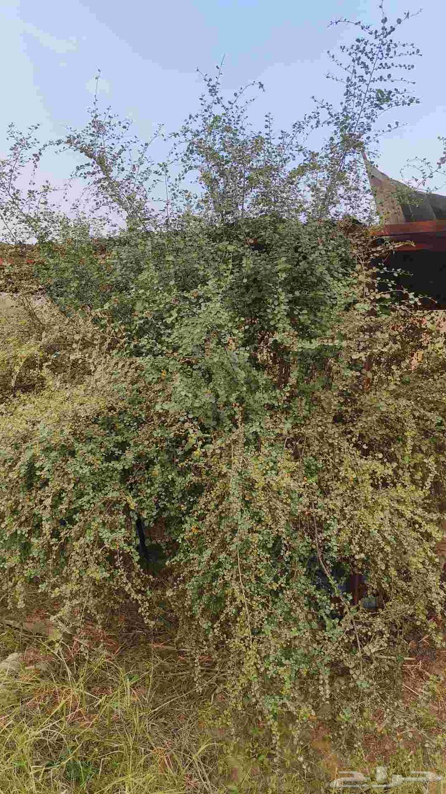 بذور شجر النبع64613533211395114