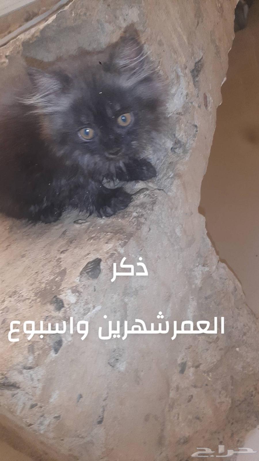 Cats64606661008642112