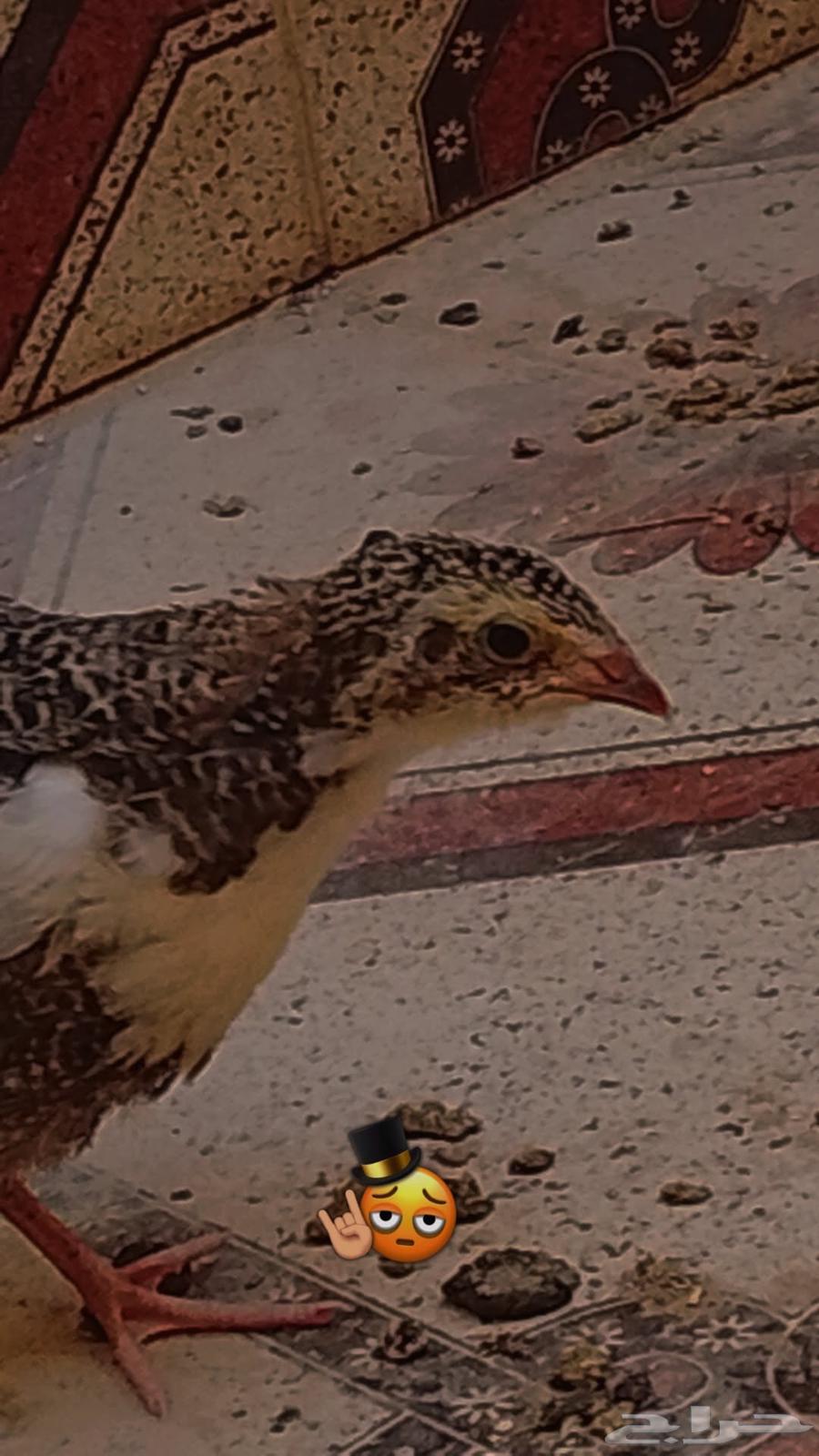 طيور سمان للبيع64611229758595110