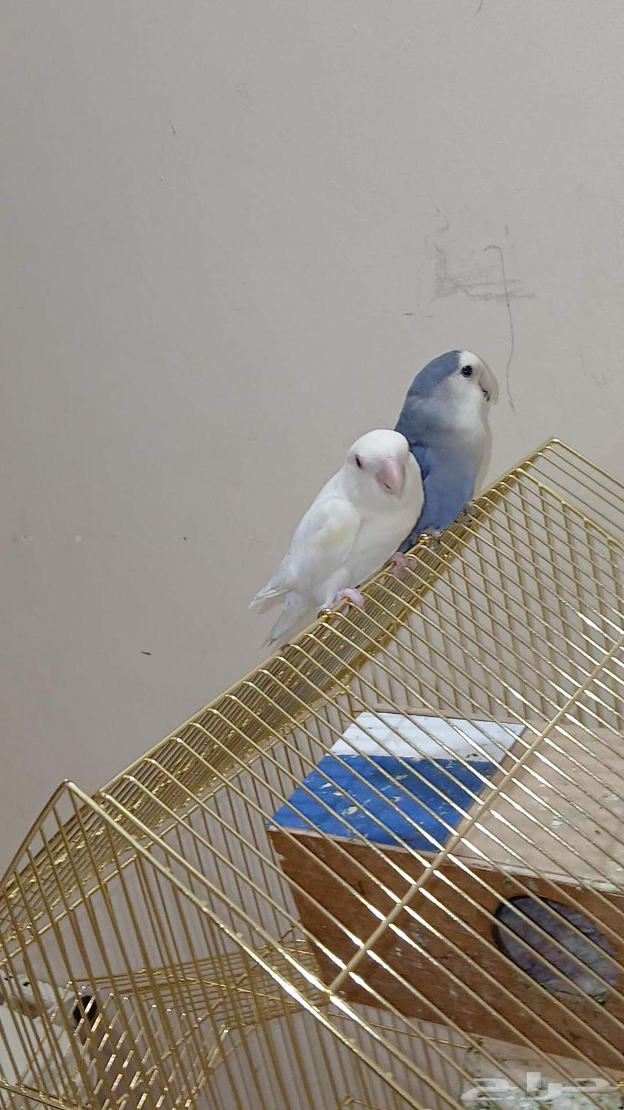 طيور الروز جوز64611104427393114