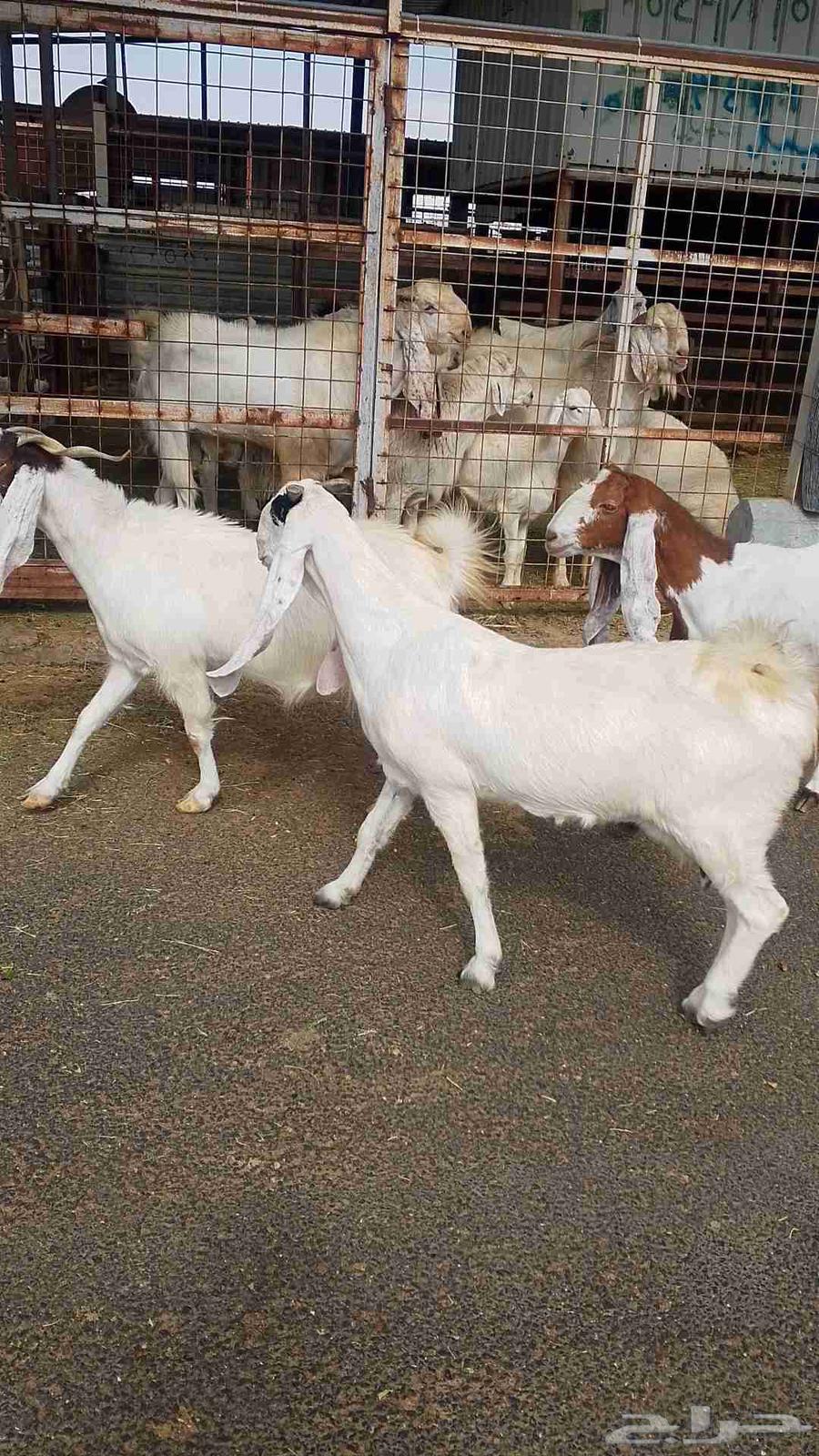 معزا هولنديه للبيع64611605438209110