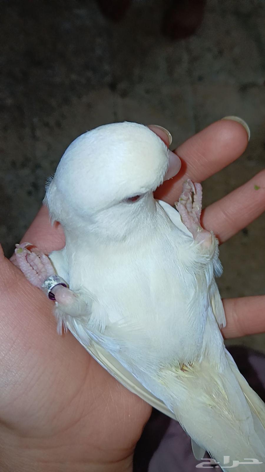 طيور الروز جوز64611104427393112