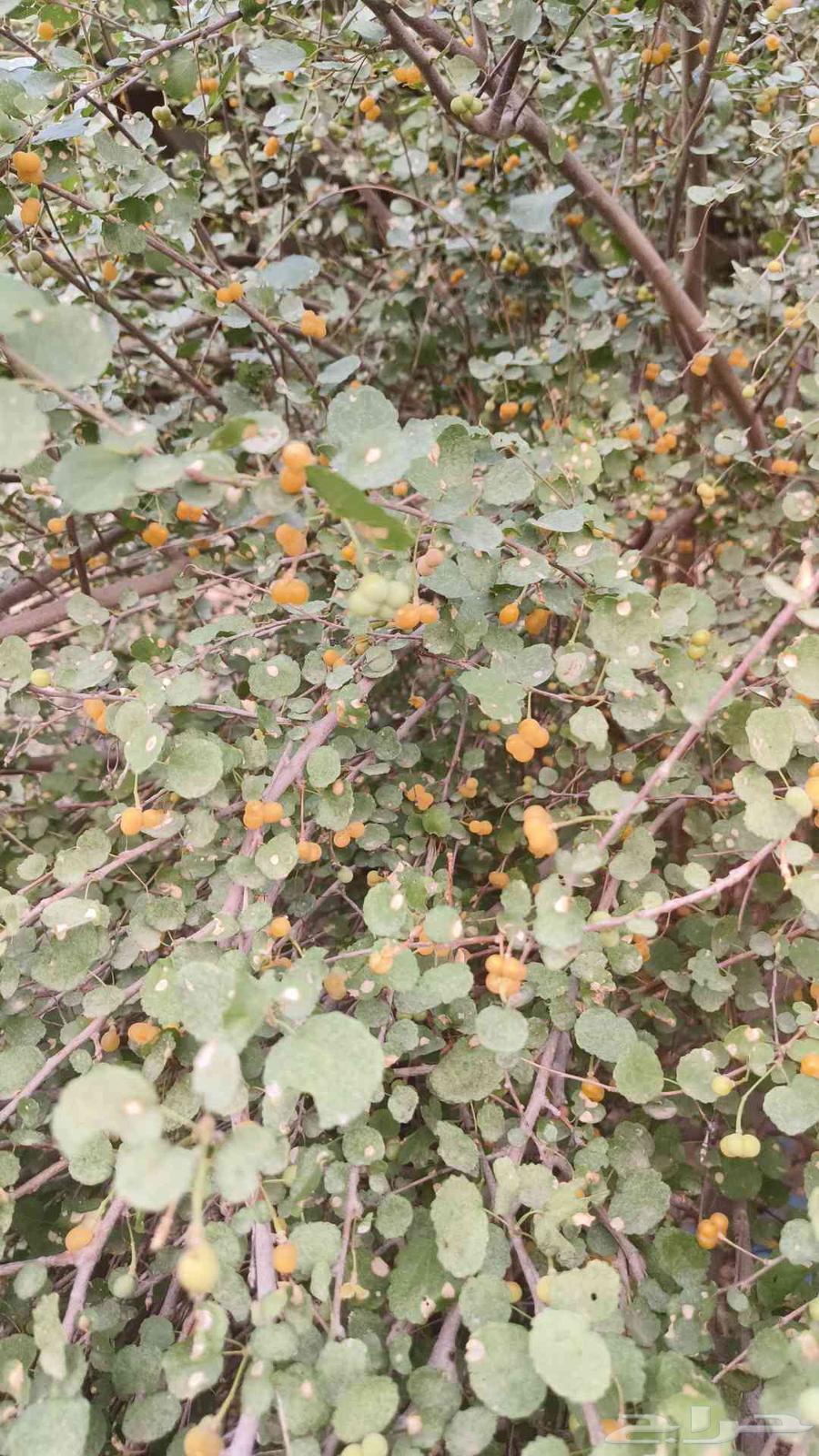 بذور شجر النبع64613533211395113