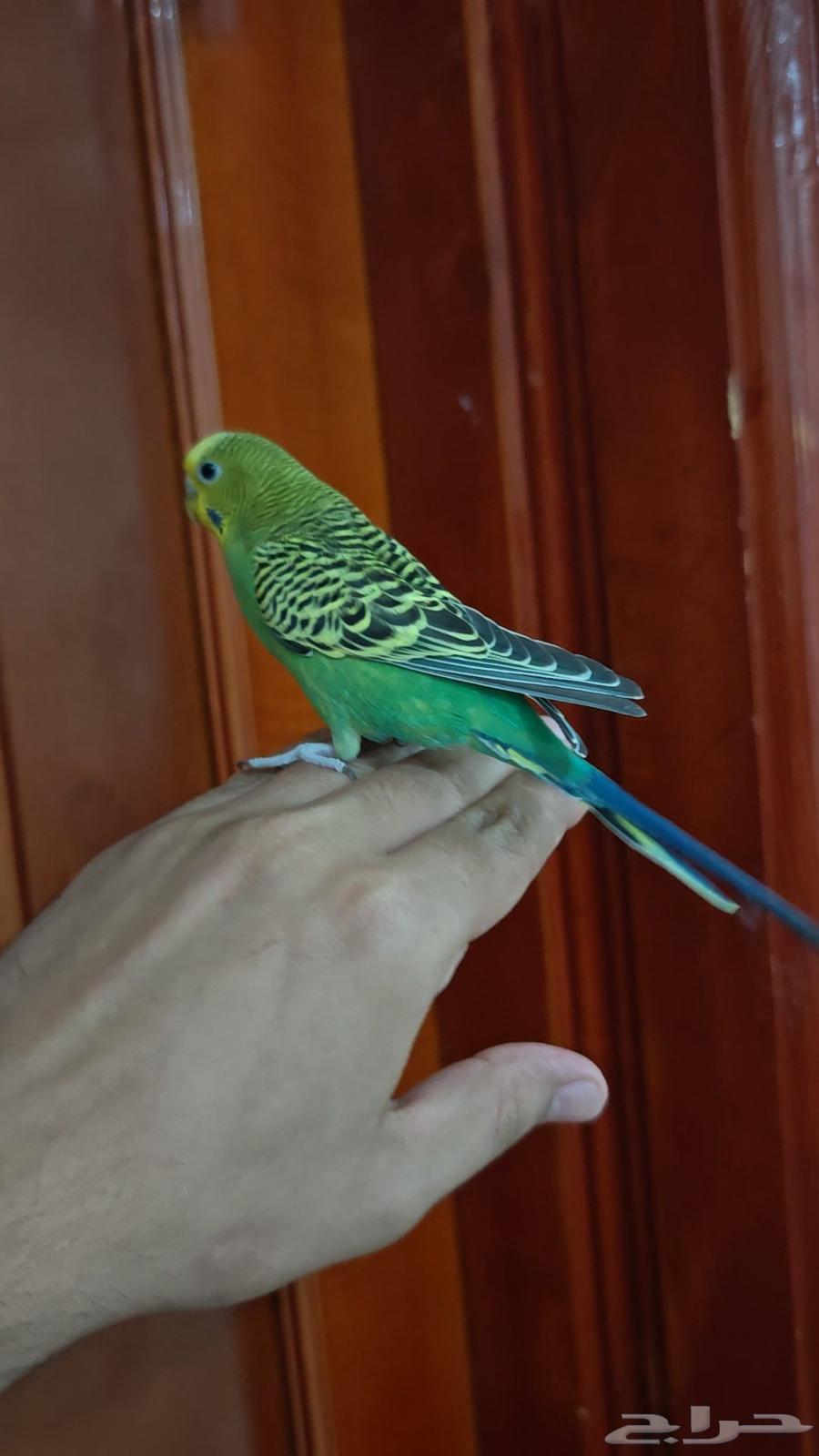 بادجي أليف64611380328962110