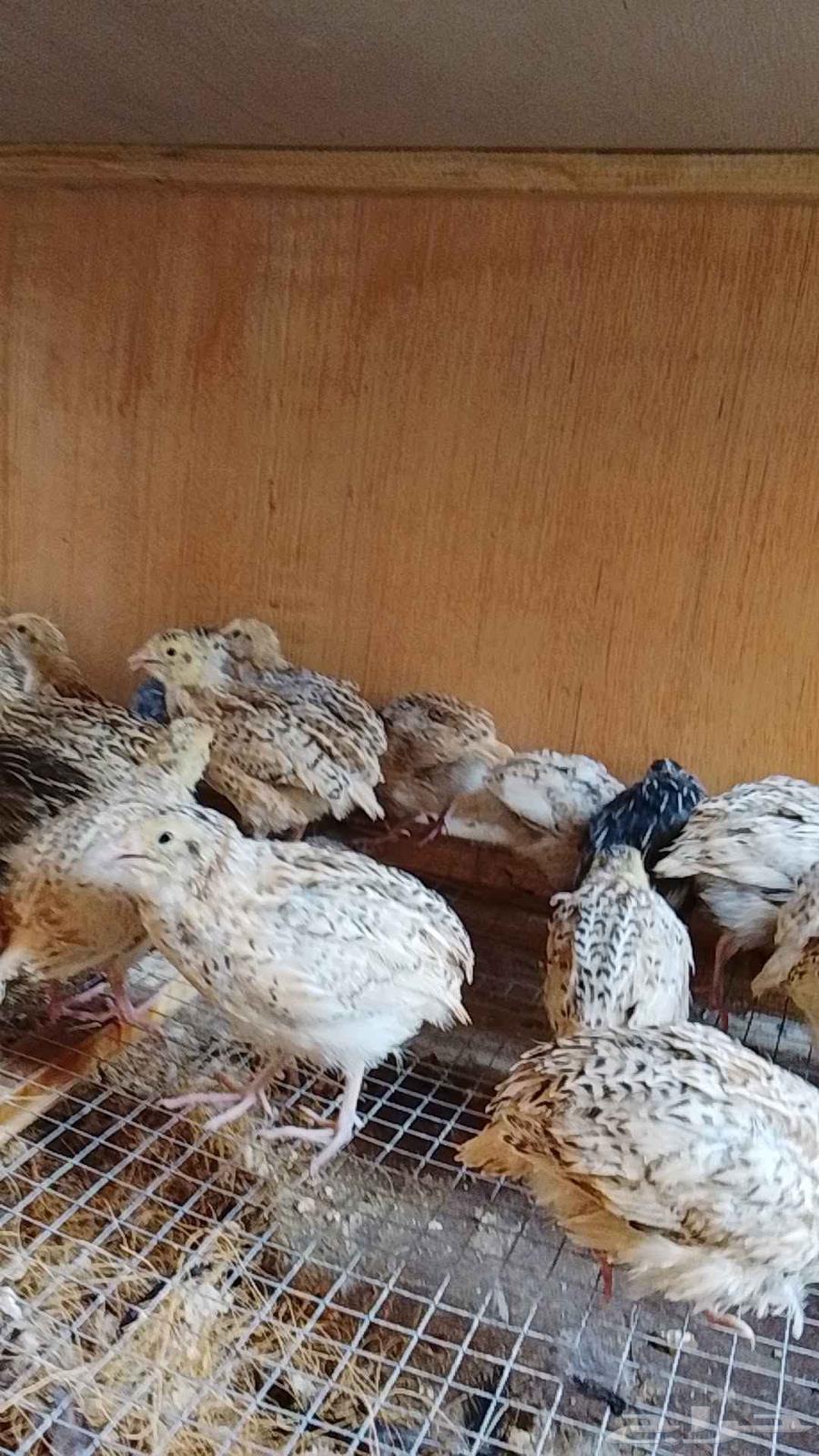 طيور سمان للبيع64611229758595112