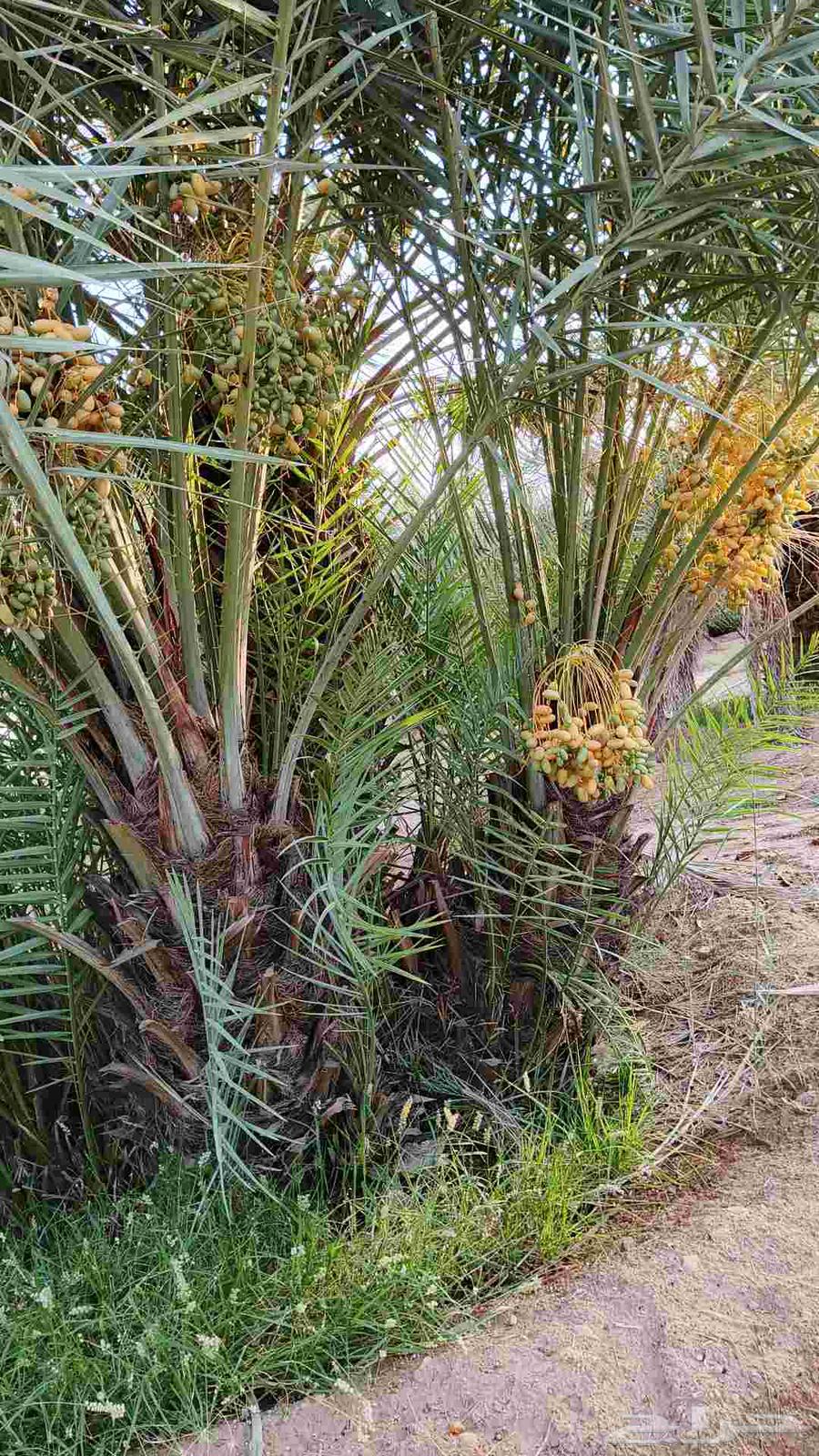 نخل للبيع بسعار طيبه64606362345729111