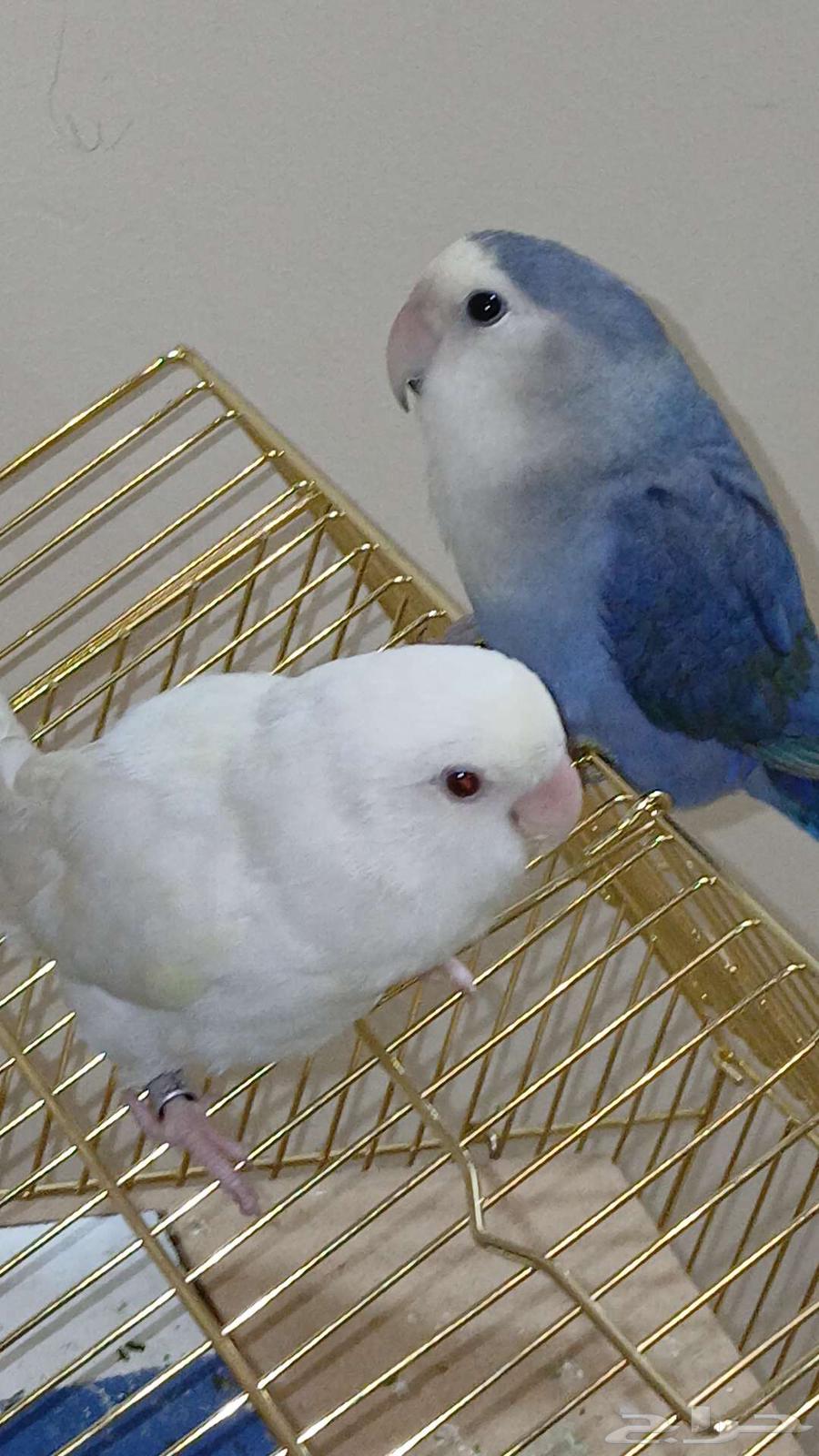 طيور الروز جوز64611104427393111