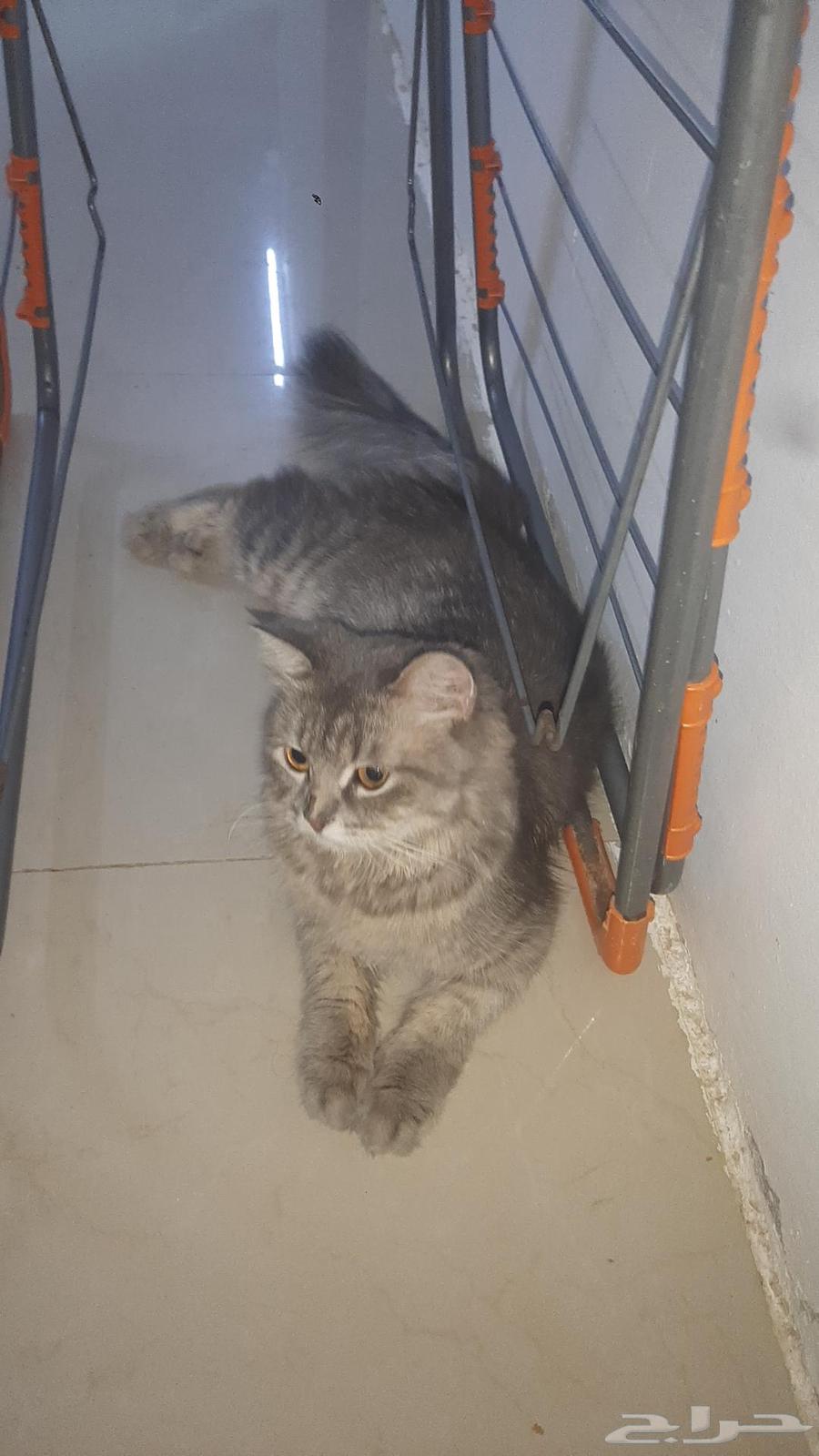 Cats64606661008642111