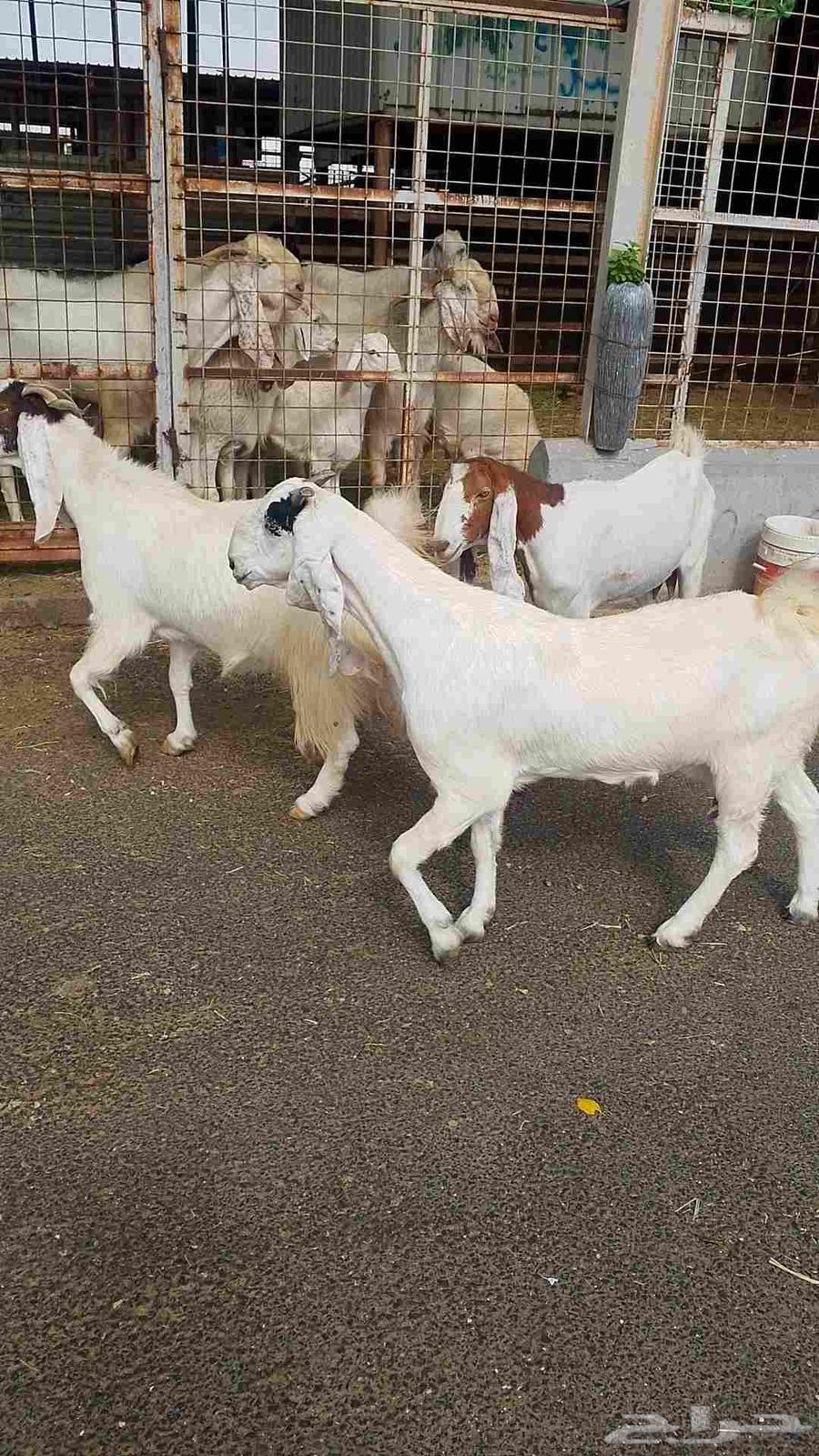 معزا هولنديه للبيع64611605438209111