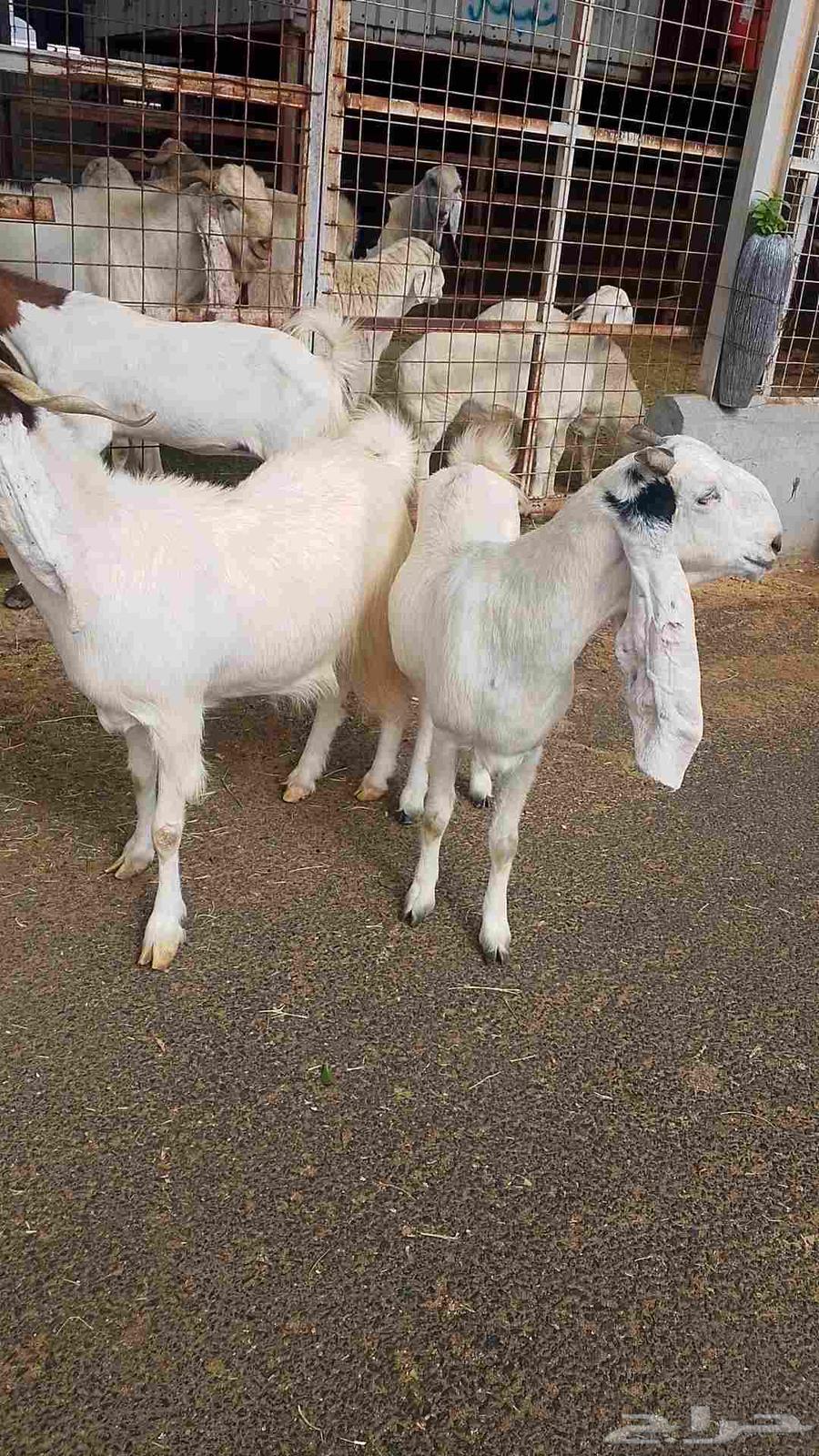 معزا هولنديه للبيع64611605438209112